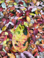 woman hand holding fall leaf, background of persimmon plant leaves (Diospyros kaki), fallen to the ground, colorful, yellow, red, green, orange, background, autumn, November, foliage