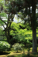 Fototapeta na wymiar 京都　広隆寺の庭
