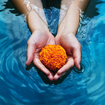 woman’s hand holding a marigold flower in water