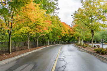 Roadside Autumn Trees 3