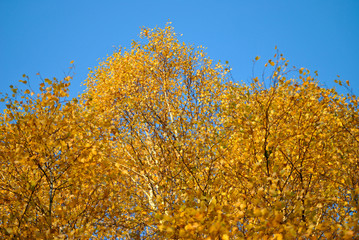 Birch branches with yellow leaves in autumn, in the light of sunset. Dry autumnal leaves background, golden birch tree foliage, bright yellow sunshine, autumn park, seasons change, fall nature