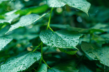 Close up of wet green leaves after the rain background