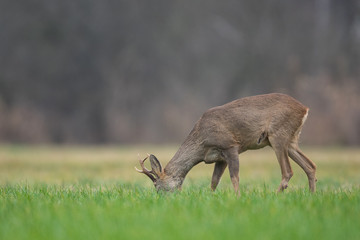 Roebuck - buck (Capreolus capreolus) Roe deer - goat