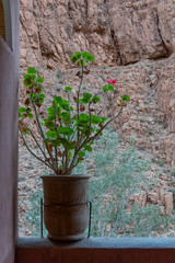 Fototapeta na wymiar Pot with plant on the terrace with victas to the throat of Dades. Morocco