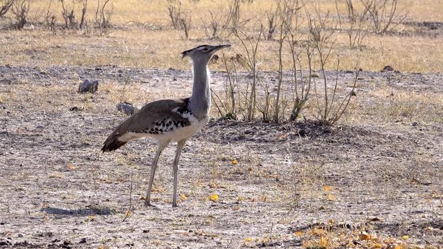 Kori bustard roaming the plains, , Chobe National Park, Zimbabwe 