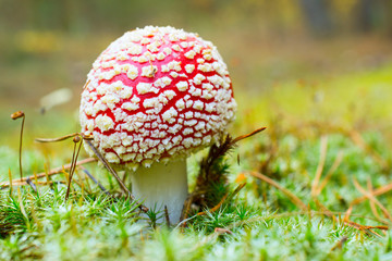 Amanita and moss closeup on blurred background. Fairy world of wildlife.