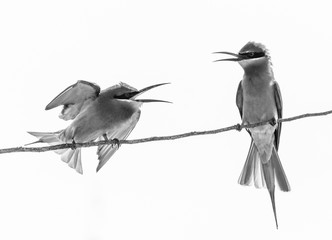 Two Bee-eaters on a twig. Very graphic birds and clean background. Black and white. Sri Lanka. Yala National Park