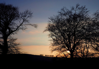 Tress silhouetted against an evening sky