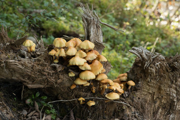 pilze wachsen auf einem Baumstamm in den Alpen