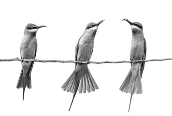 Three Bee-eaters on a twig. Very graphic birds and clean background. Black and white. Sri Lanka. Yala National Park