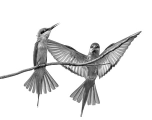 Two Bee-eaters on a twig. Very graphic birds and clean background. Black and white. Sri Lanka. Yala National Park