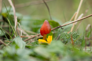 Kleiner Pilz mit roter Kappe, gelbe Blüte am Boden