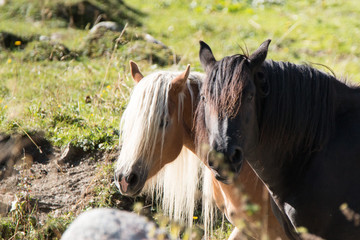 portrait of two horses