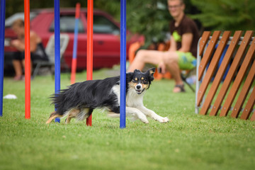 Naklejka na ściany i meble Agility slalom and border collie. Tricolor Border collie is running slalom on czech agility competition slalom. agility competition in dog park Ratenice