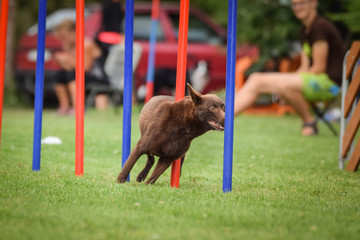 brown kelpie is running on czech agility competition slalom. Amazing day on czech agility...