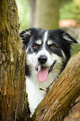 Portrait of border collie, who is standing behind the tree.He is so cute. He is careful.