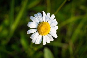 Fototapeta premium Close-up of chamomile daisy in bloom in Cleveland, Ohio