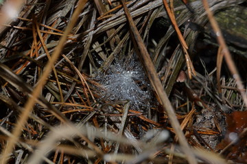 drops on the web