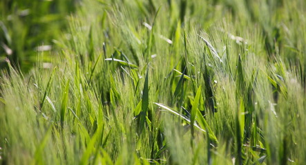 Close-up of young green barley ( hordeum vulgare ) leaves and awns in the warm spring sun
