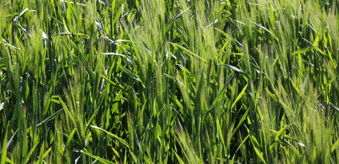 Obraz premium Backlit barley field ( hordeum vulgare ) close-up with leaves in the warm spring sun