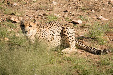 cheetah in grass