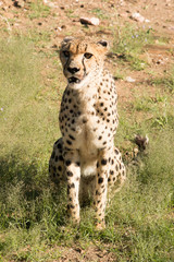 Gepard sitzt aufrecht im Gras und überwacht die Gegend