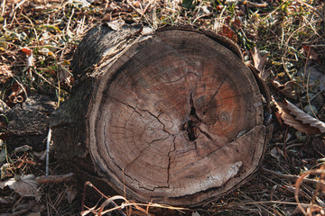 Tree Rings