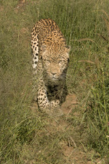 Leopard l&auml;uft durch hohes Gras 