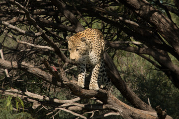 Leopard steht auf einem Ast im Baum