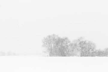 Naklejka premium Winter landscape. Trees without foliage in a field covered with snow