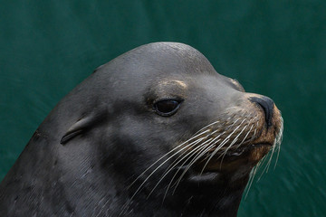 Fototapeta premium Close-up of Sea Lion's Face