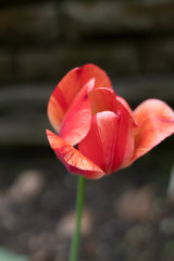 Close-up of an orange and red Tulip in bloom