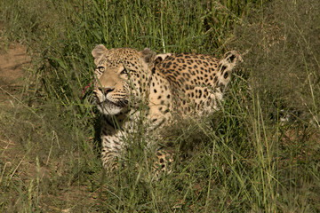Fototapeta na wymiar Leopard schaut erwartungsvoll und aufmerksam 