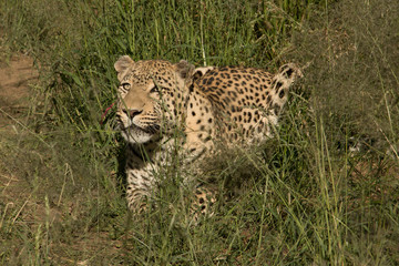 Leopard schaut erwartungsvoll und aufmerksam 