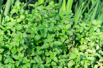 Green mint bushes top view close up.