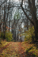 Fototapeta na wymiar Path in the Woods
