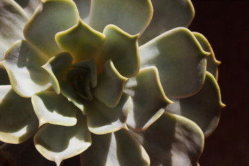 closeup of succulent plant on dark  background