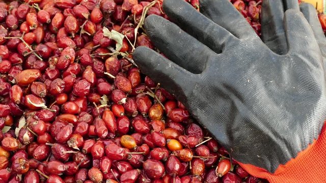 rosehip and gloves, to gather rose hips is a very laborious and difficult work,