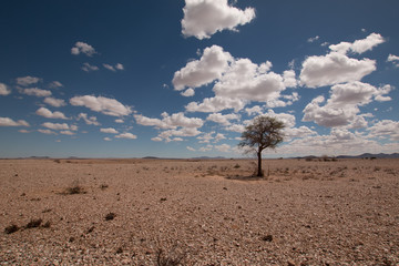 Fototapeta na wymiar tree in desert at kuiseb canyon Namibia 