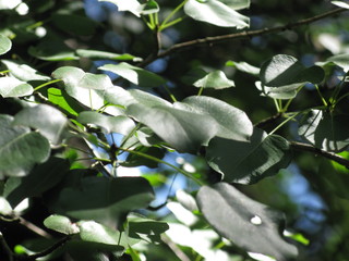 Leaves