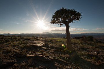 Köcherbaum vor der aufgehenden Sonne, im Hinterkopf eine Bergkette des Guab Valley