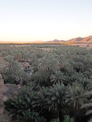 a sea of palm trees and the mountains in the oasis of Figuig in Morocco 