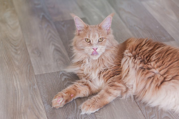 Funny maine coon licking herself lying on a wooden floor background