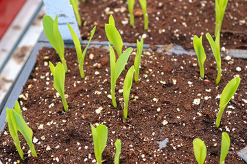 Young corn seedlings growing in garden trays