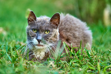 Close-up of a beautiful cat portrait playing in the grass