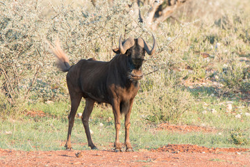 Aufgeregtes Gnu in Afrika