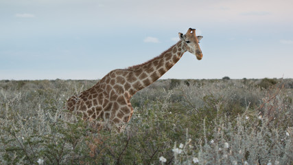 giraffe in africa © cpa1