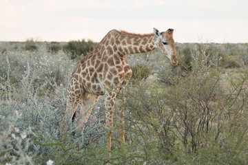 Naklejka na ściany i meble giraffe in africa zupft an einem Busch