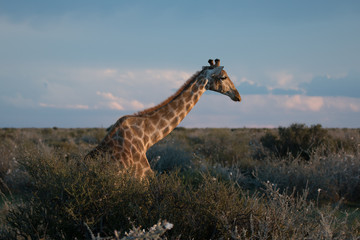 giraffe in africa