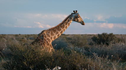 giraffe in africa © cpa1